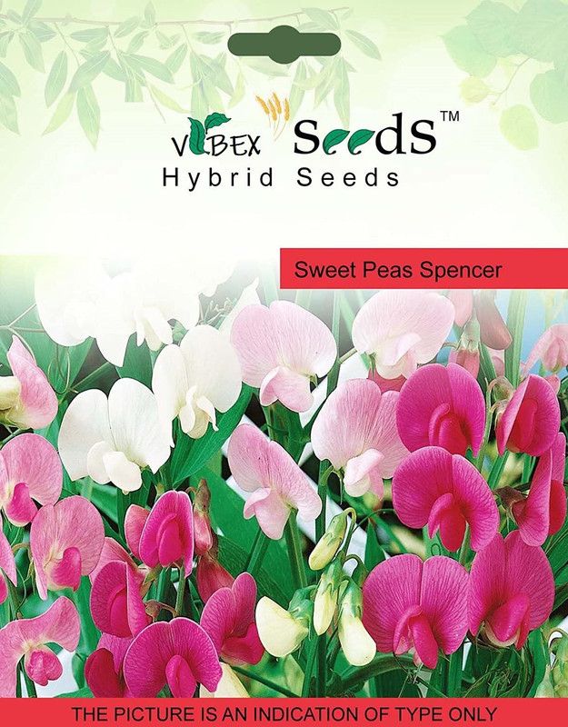 CYBEXIS Sweet Pea Spencer mixed Seed  (1 g)