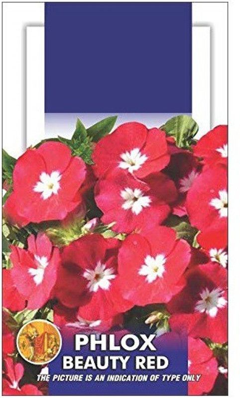 CYBEXIS Phlox Beauty Red Flower Seeds Seed  (50 per packet)