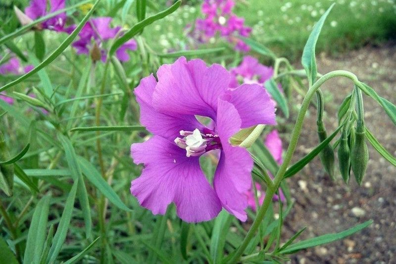 CYBEXIS Clarkia elegans - Elegant Clarkia Seed  (50 per packet)