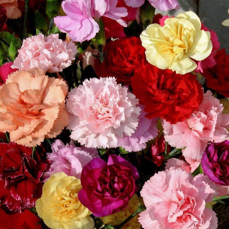 CYBEXIS Carnation Dwarf Vienna Mix Seeds - Dianthus Caryophyllus Seed  (1 g)