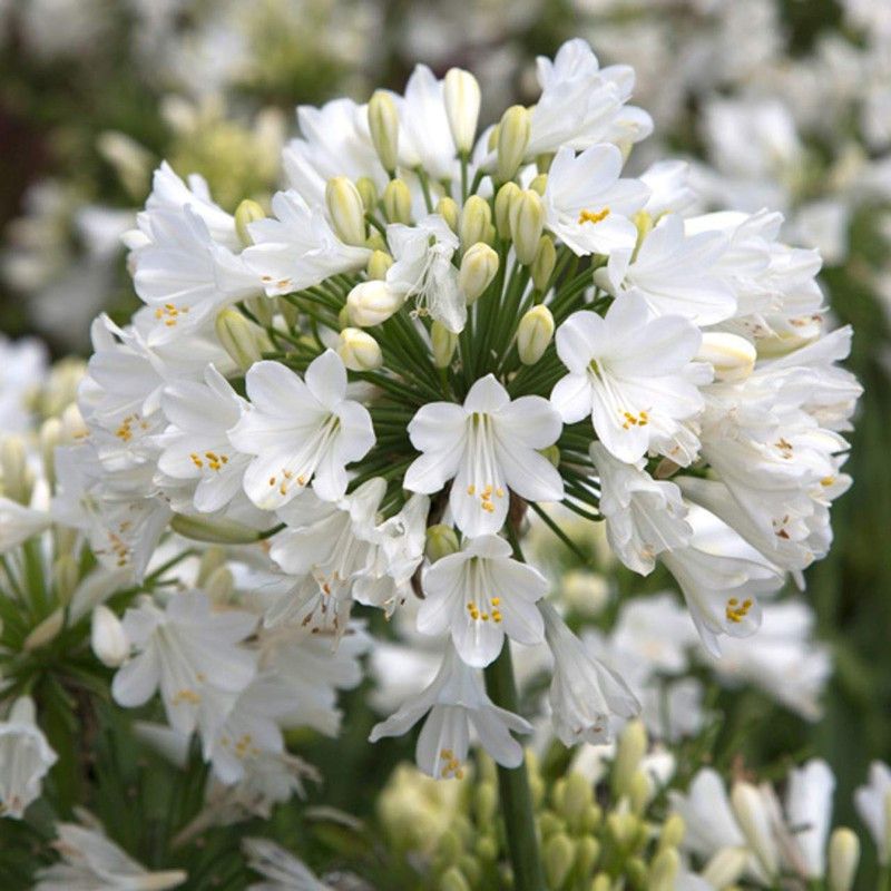 FERNSFLY African lily Flower bulbs Seed  (8 per packet)