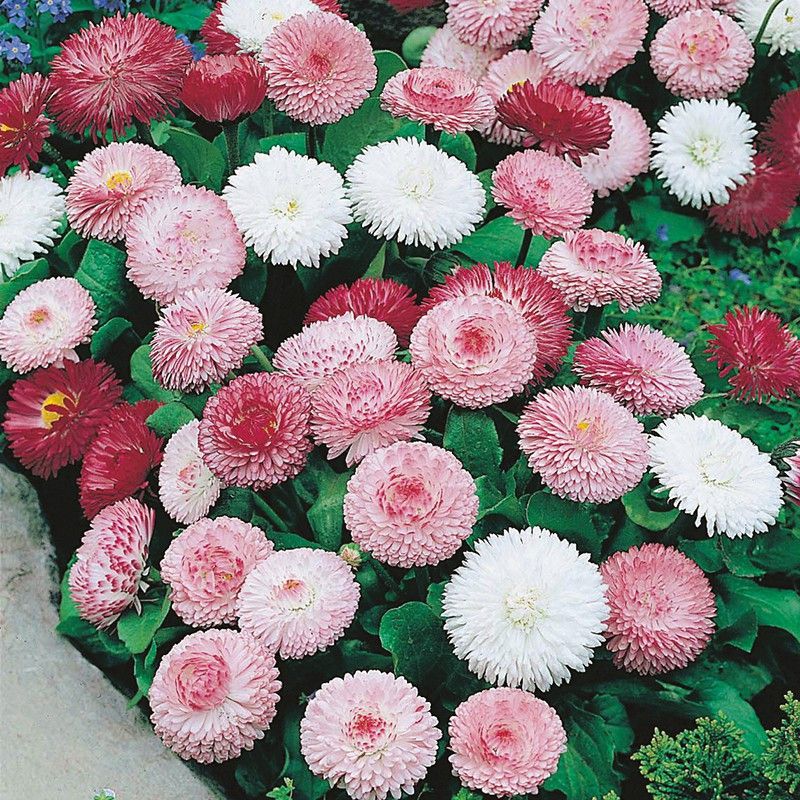 XOVO Exotic Daisy Mixed Flower Seed  (40 per packet)