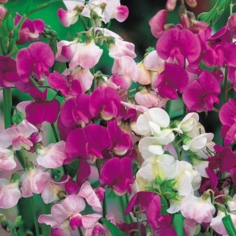 Mozette Sweet peas Seed  (47 per packet)