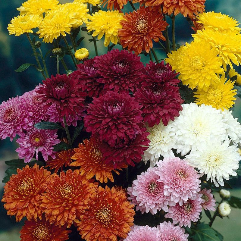 XOVO Exotic Chrysanthemum Flower Seed  (10 per packet)
