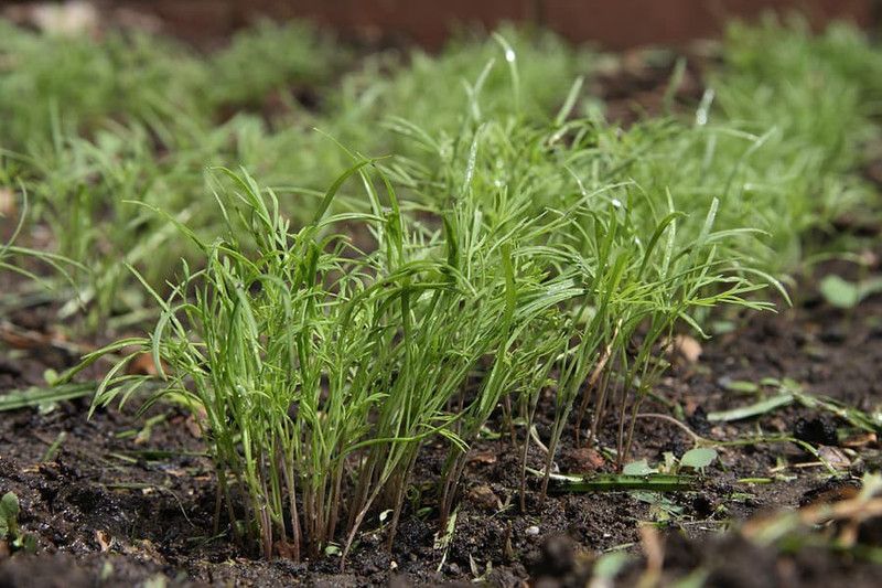 Paudha Dill soya leaves Seed  (46 per packet)