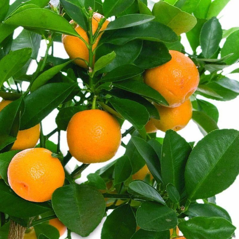 DIOART ™Dwarf Orange Seeds Fruit Seeds For Organic Farming Fruit Seeds Garden Pack-1129 Seed  (50 per packet)