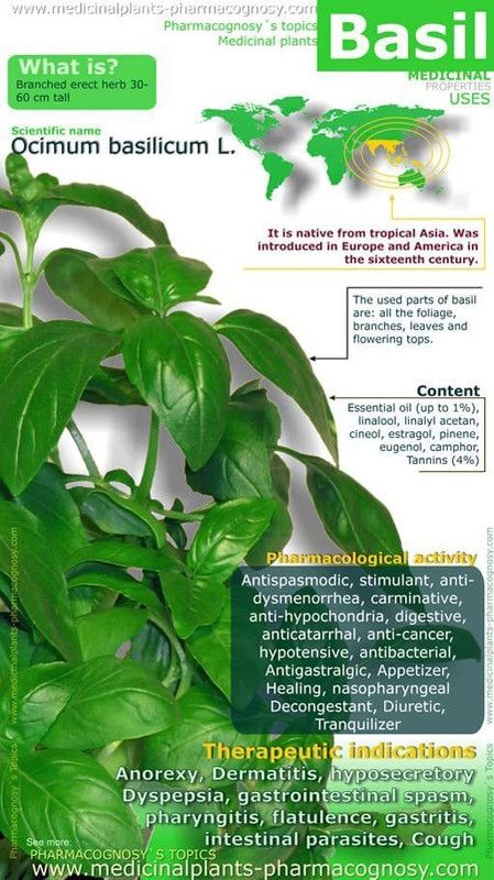 VibeX ® RXI-44 Capricata Thai Basil Seeds Seed  (1000 per packet)