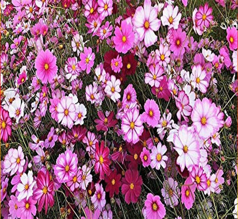 KANAYA Cosmos Flower Seed  (55 per packet)