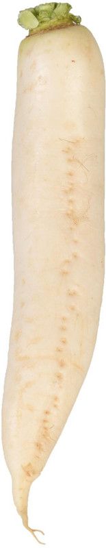 VINTI Radish White Daikon Seed  (3000 per packet)