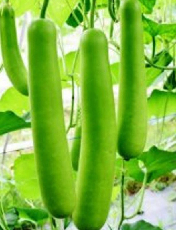 UGRA Indian Bottle Gourd Seeds Seed  (250 per packet)