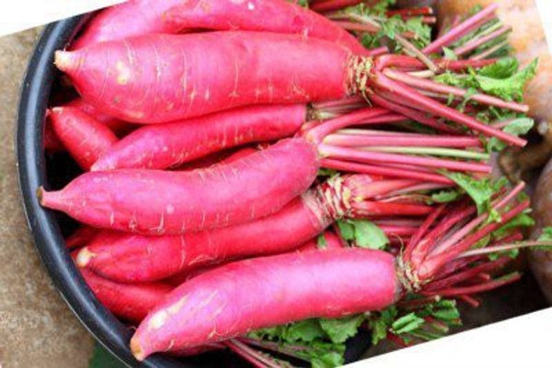 XOLDA Red Radish Vegetable Seed  (35 per packet)