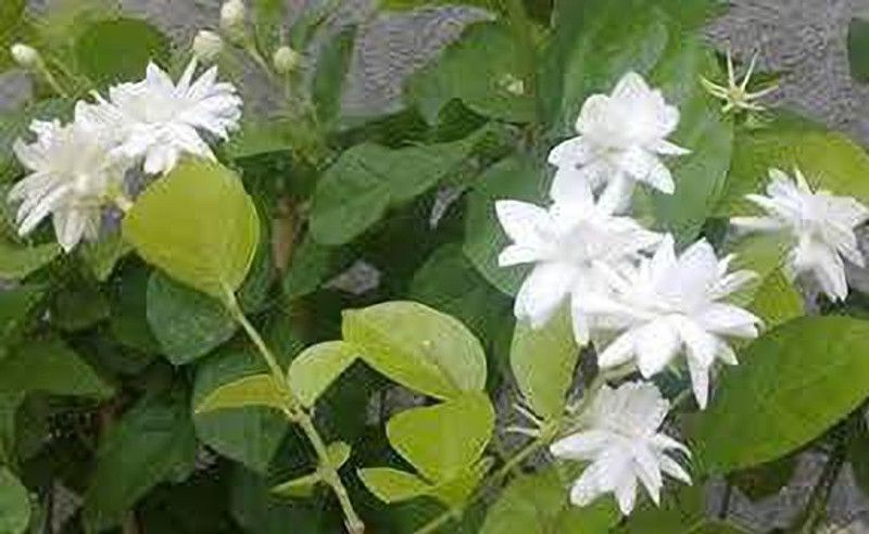 MARINE TREE Jasmine Plant  (Hybrid, Pack of 1)