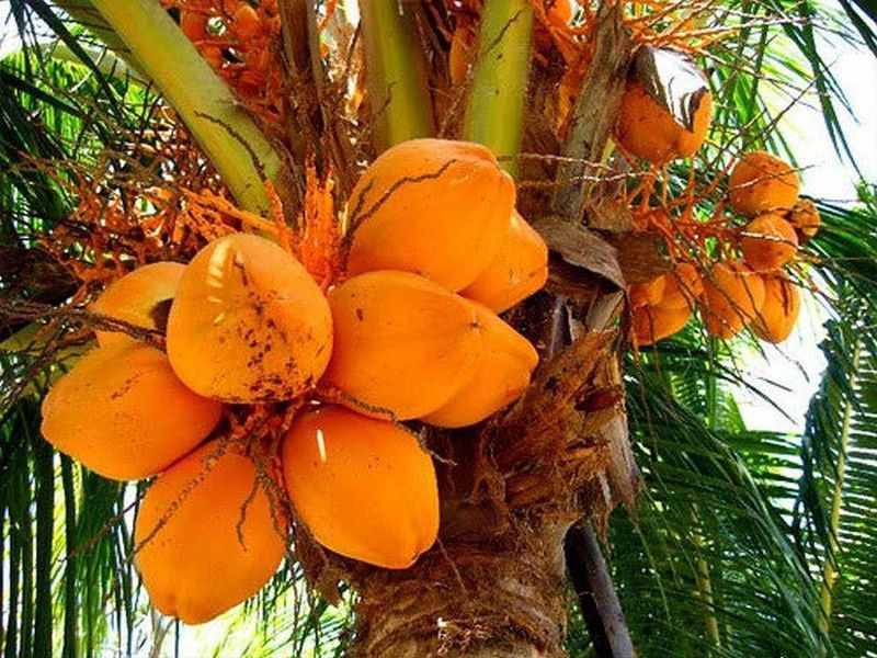 Gurveplantationi Coconut Plant  (Hybrid, Pack of 1)
