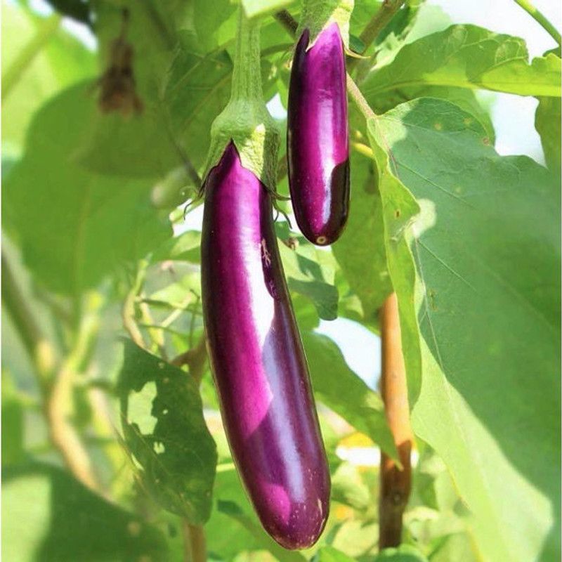 UGRA Long Purple Eggplant Seed  (400 per packet)