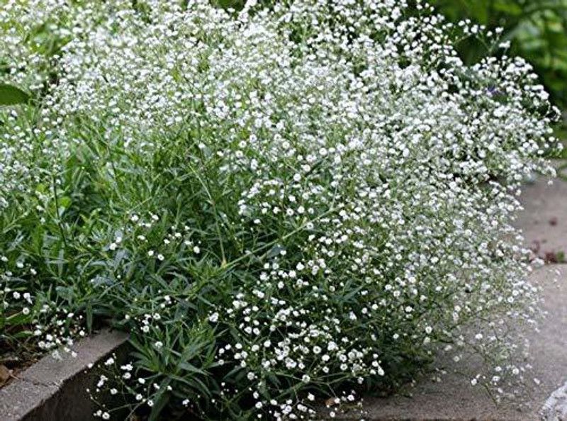 Paudha Exotic Gypsophila Flower Seed  (93 per packet)