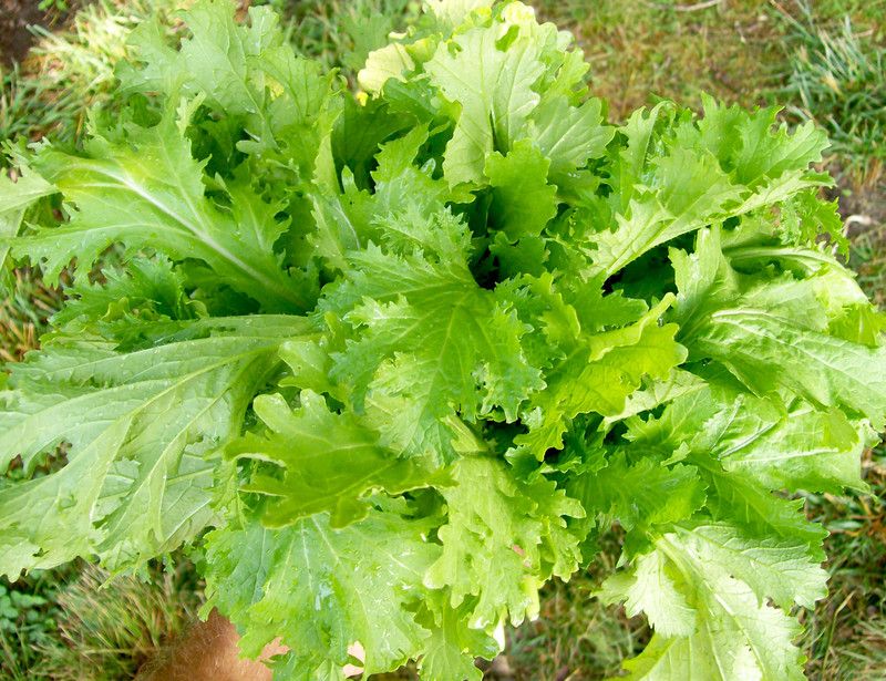 XOLDA Organic mustard leaves Seed  (28 per packet)