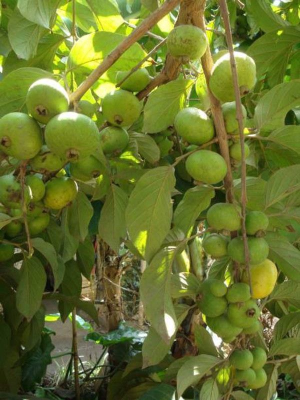 Chalisa Guava, seeds, Fruit Seed  (250 per packet)