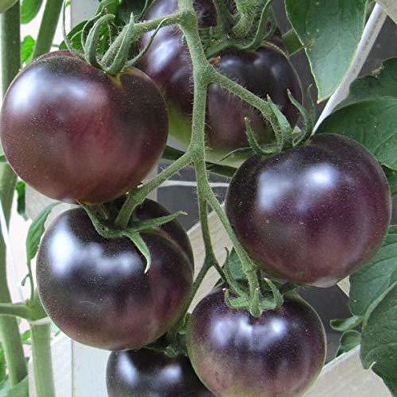 KANAYA Black Tamatar Seed  (625 per packet)