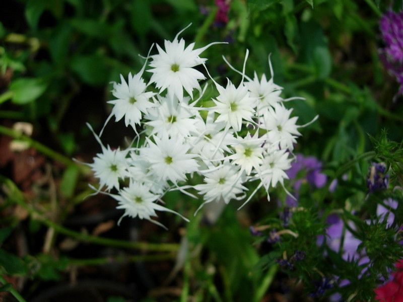Nodoc Exotic phlox twinkle Seed  (28 per packet)