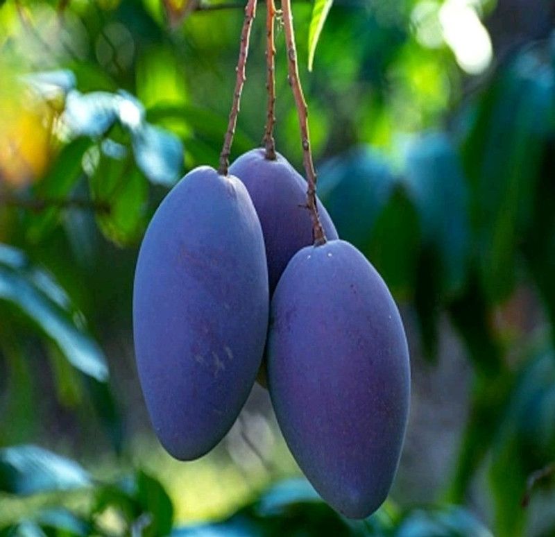 Linaa Mango Plant  (Hybrid, Pack of 1)