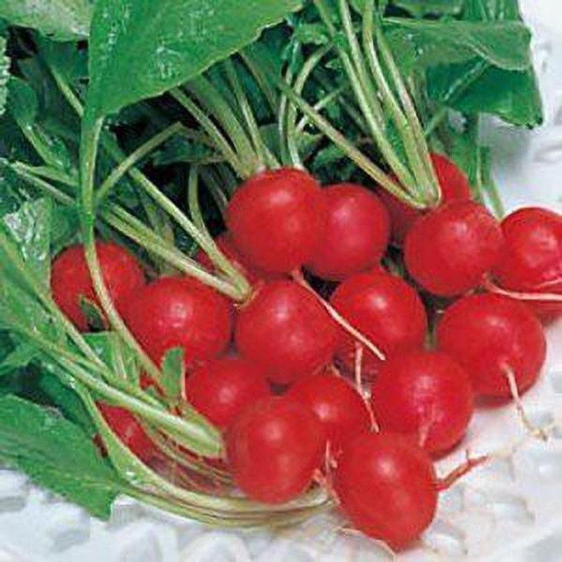 XOLDA Hybrid Red Round Radish Seed  (68 per packet)
