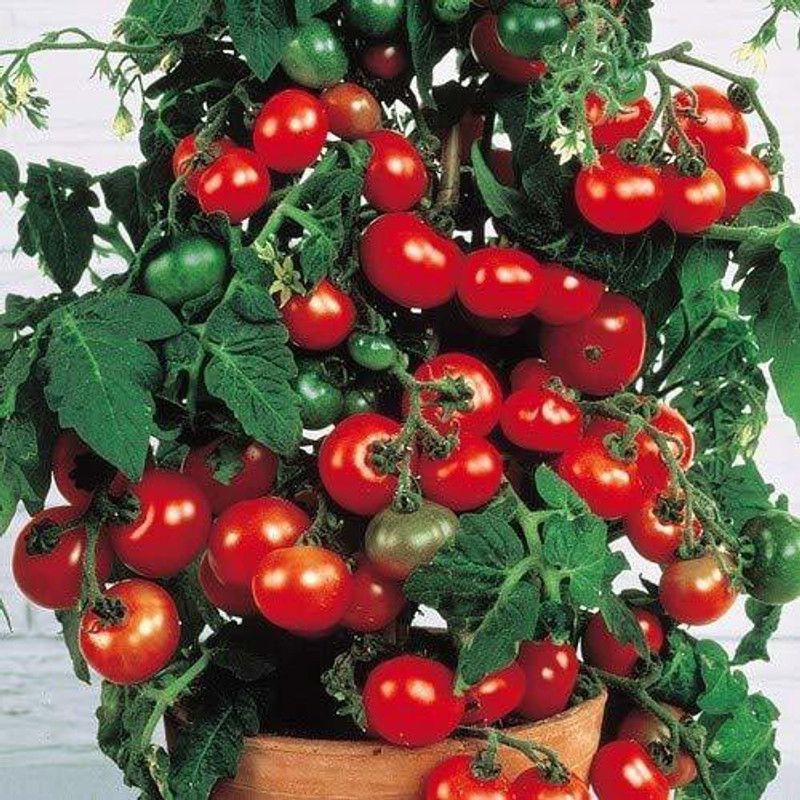 dpays Tomato Seed  (220 per packet)