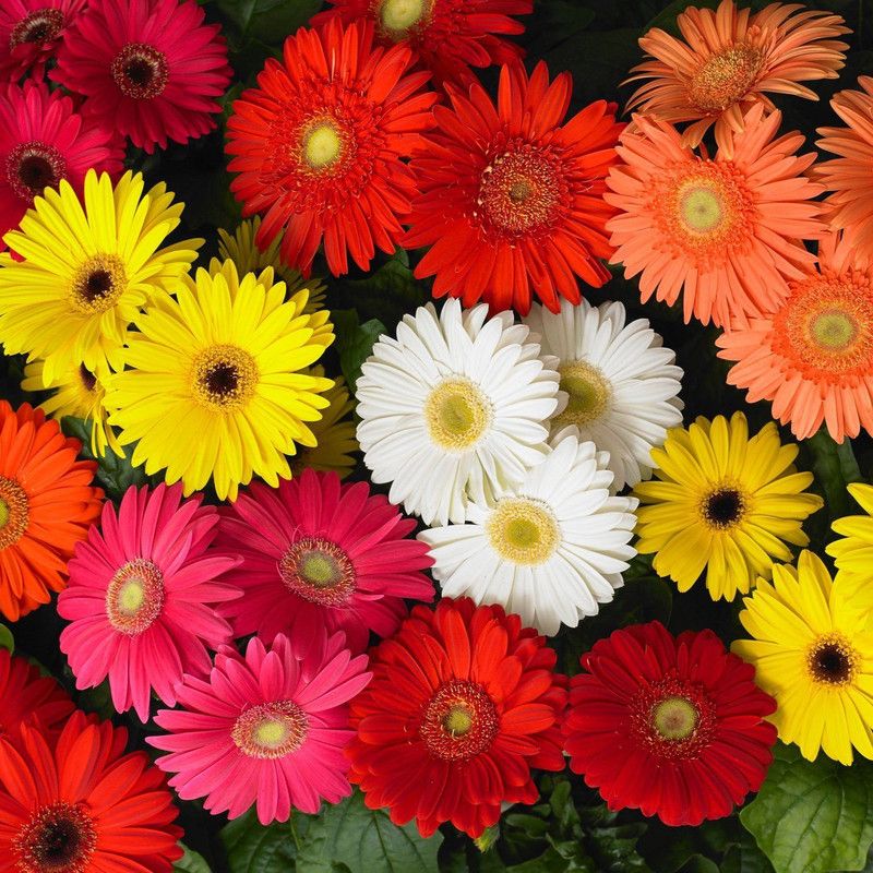 XOLDA Gerbera Mixed Seed  (36 per packet)