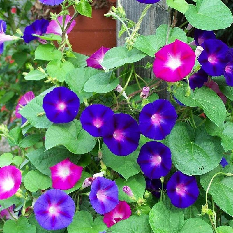 KANAYA Morning Glory Floer Seeds Seed  (11 per packet)