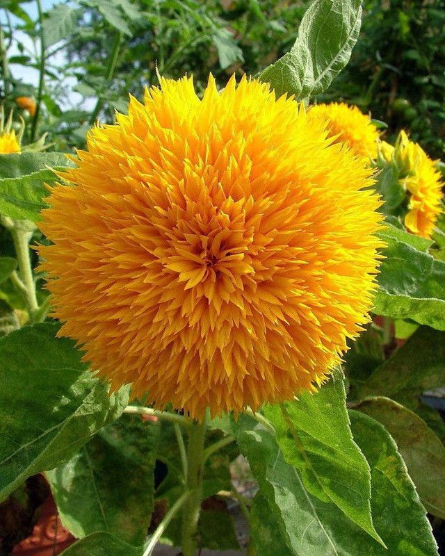 Nodoc Sunflower Teddy Bear Seed  (45 per packet)