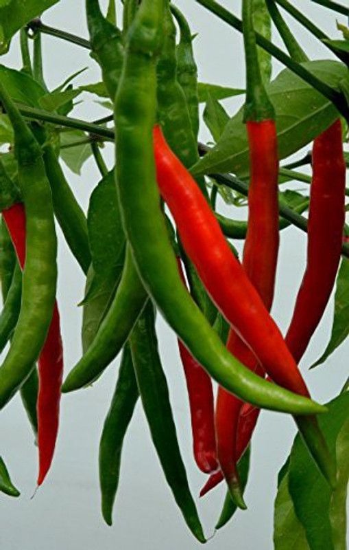 KANAYA Pepper Chilli Hybrid Seed  (525 per packet)