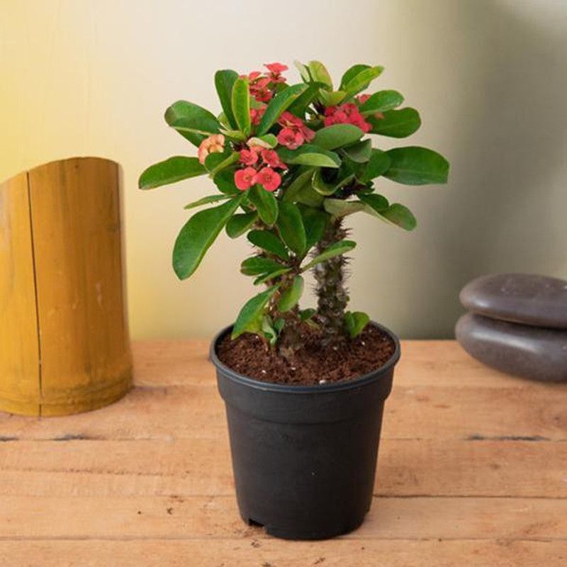 Saeedia plant hub Euphorbia Francoisii Plant  (Hybrid, Pack of 1)