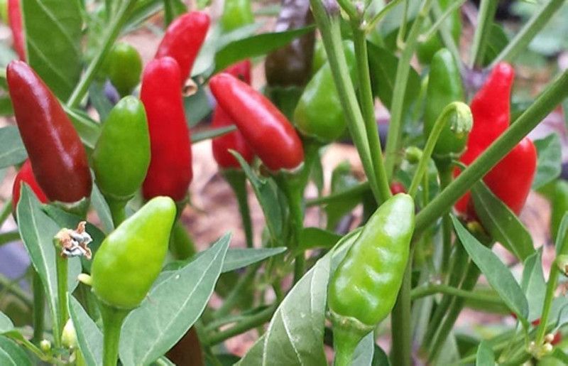 MKR Enterprises Chilli Seed  (670 per packet)