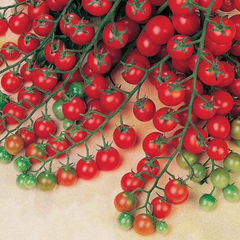 SimXotic Cherry Tomato Hybrid Vegetable Advance Seeds - 50 Seeds Seed  (50 per packet)