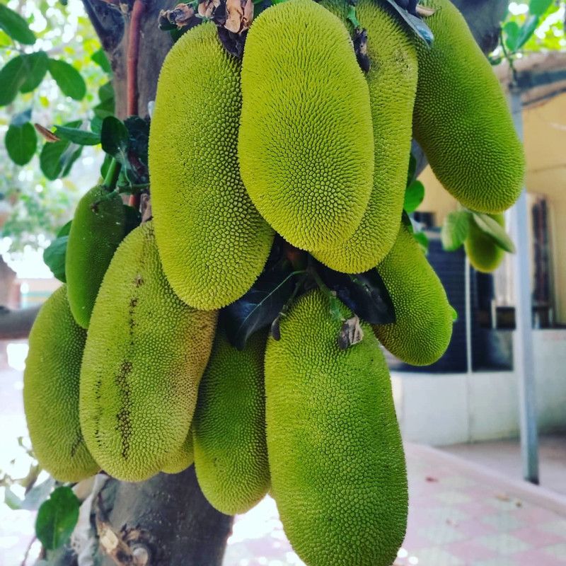J R GLOBLE Jackfruit Plant  (Hybrid, Pack of 1)