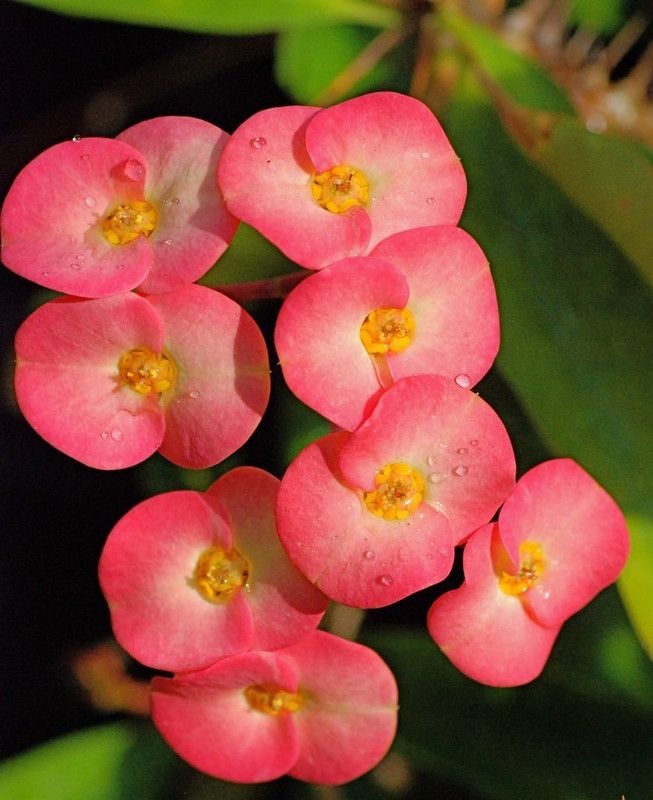 Daffodils Euphorbia Plant  (Hybrid, Pack of 1)