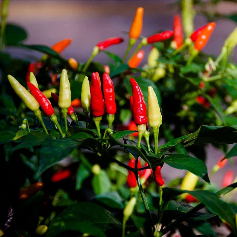 Biosnyg ®RUA-872 Tabasco Chilli Seed  (200 per packet)