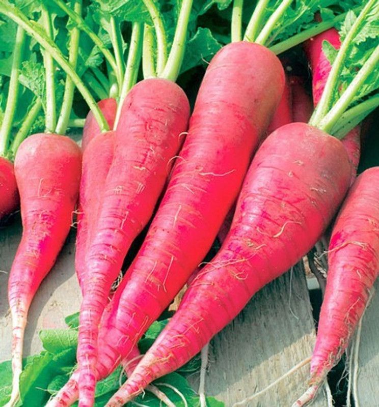 Mozette Red radish Seed  (41 per packet)