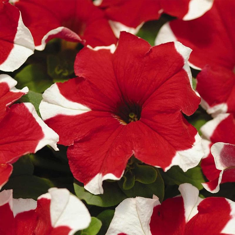 CYBEXIS Petunia - Madness Series Flower Garden Seed - Red Picotee Blooms Seed  (50 per packet)