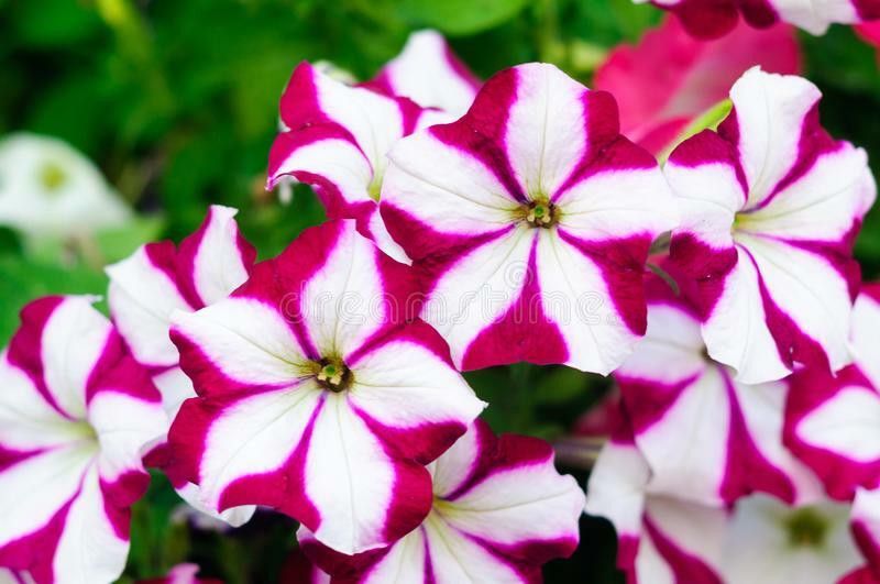 PMB Exotic petunia ultra star Seed  (38 per packet)