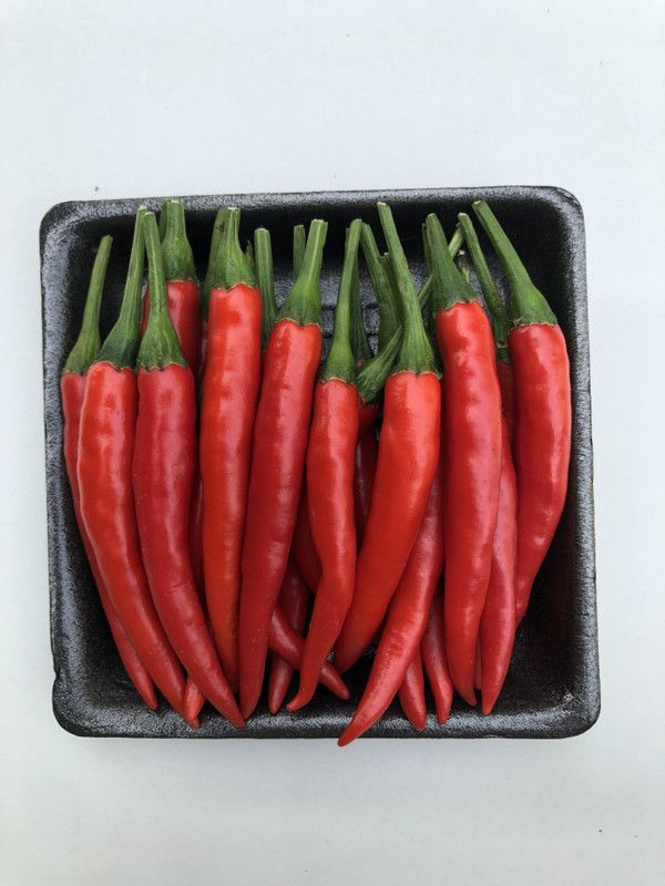 granthi Thai Premium Red Chilli Seed  (800 per packet)