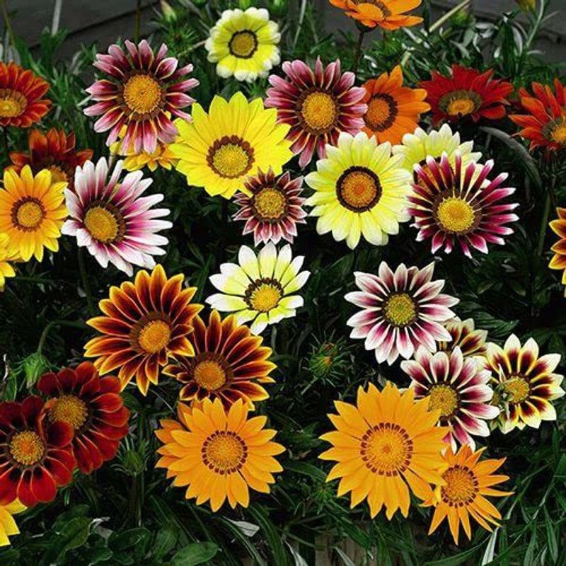 KANAYA Ice Mix Colors Flower Seed  (80 per packet)