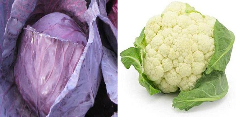 xcentax Cauliflower white large, RED CABBAGE IMP. TOPAS Seed  (15 per packet)