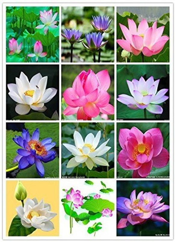 VibeX RDX-1571 Bonsai Lotus Seeds Water Lily Plants for Ponds Seed  (3 per packet)