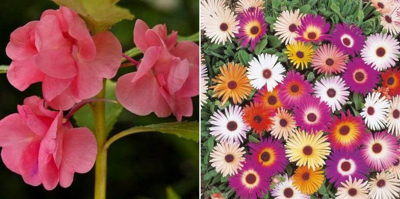 dreamseawaves Balsam Rose Gulab Summer & Ice plant Seed  (20 per packet)