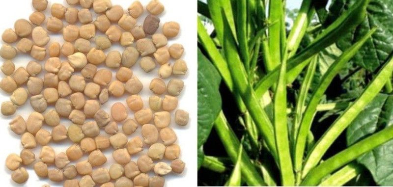 Mozette Cluster beans vegetable Seed  (1 per packet)
