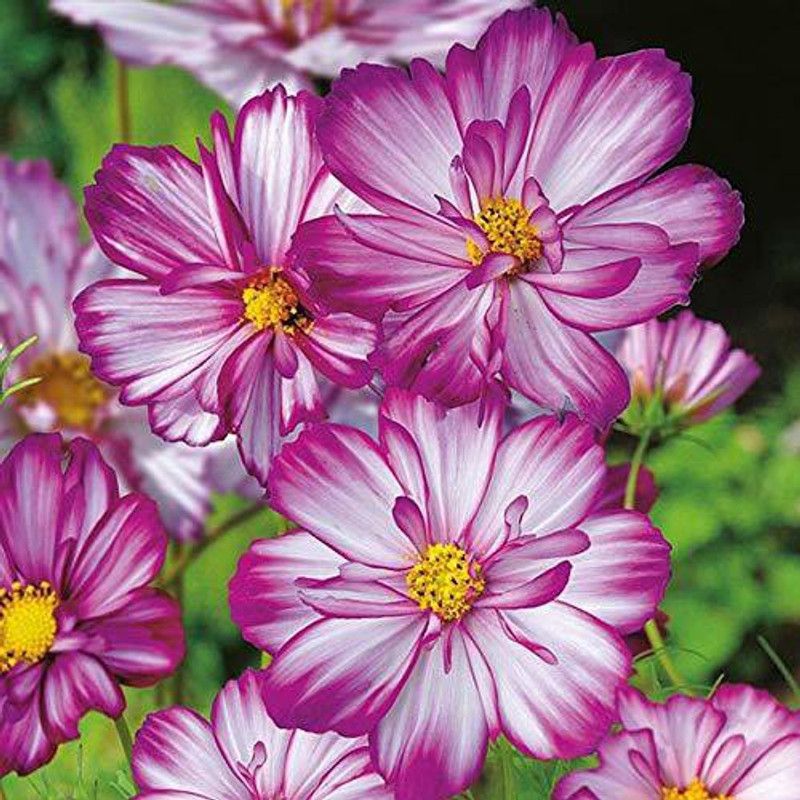 CYBEXIS Gardens Rare cosmos flower" Sweet Kisses" Ornamental flower Seeds Seed  (50 per packet)