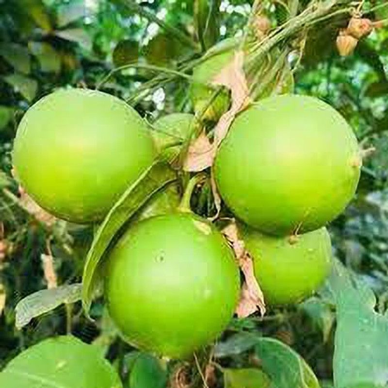 Aywal F1 Hybrid Nimbu (Lemon) Seed  (38 per packet)