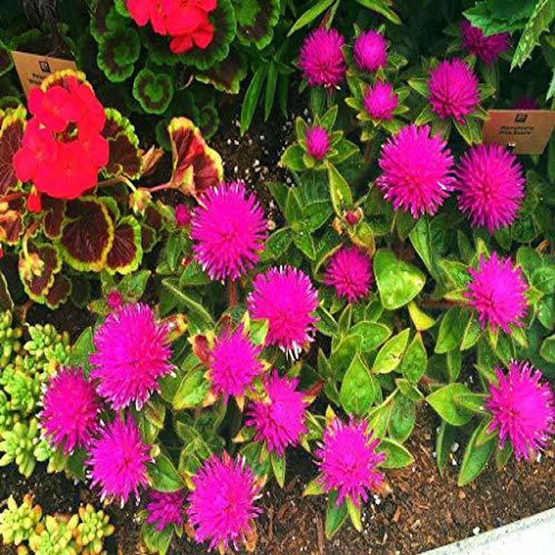 CYBEXIS Gomphrena Globosa Strawberry Beautiful Flower Seeds F1 Hybrid Seed  (50 per packet)
