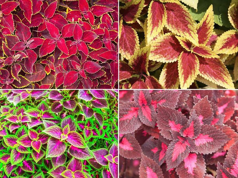 KANAYA Coleus Rainbow Mix Flower Seeds For Kitchen Gardening Seed  (115 per packet)