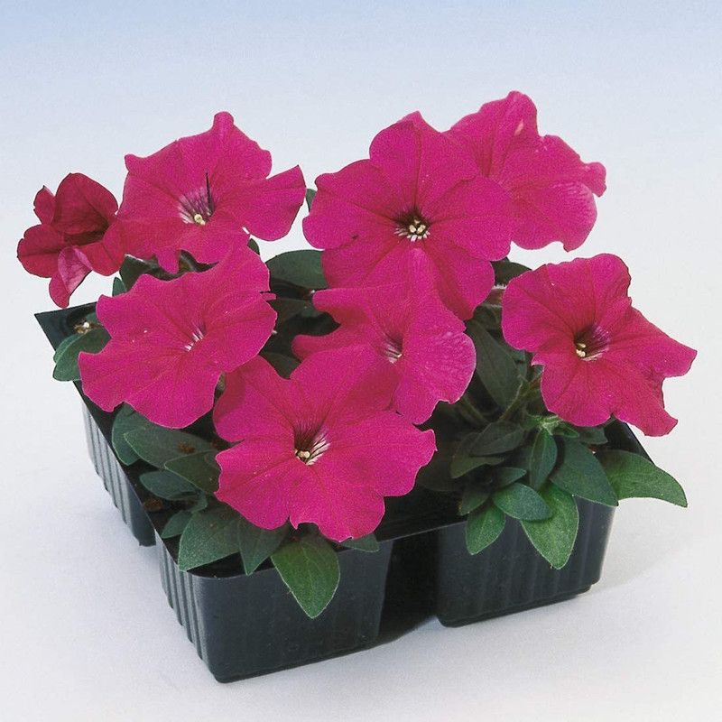 CYBEXIS Petunia Multiflora Rose Seeds Seed  (50 per packet)